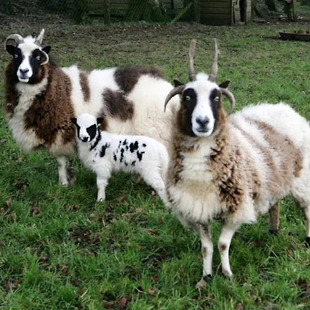 Newtown Farm 아드모어